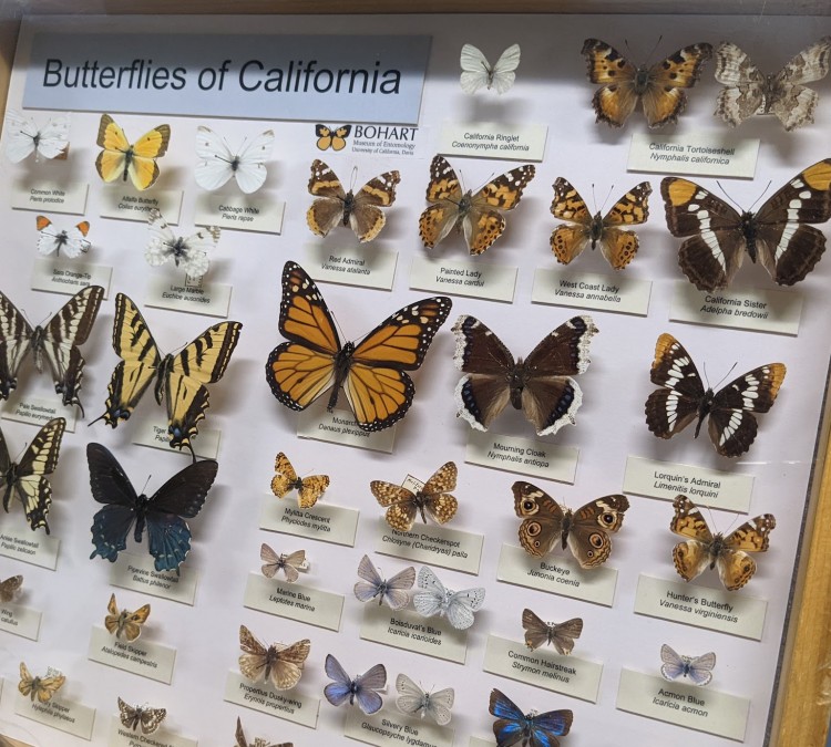 bohart-museum-of-entomology-photo